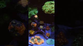 Aquarium Reef Tank Corals #aquarium #reef #fish #reeftank #youtubeshorts #fyp #youtube #shortvideo