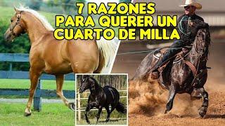 CUARTO DE MILLA - LA RAZA ESTRELLA DE LAS AMÉRICAS #caballos #horses #cuartodemilla