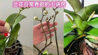 兰花日常养护小诀窍，用大蒜水来养护，既防虫灭虫还促进生长茂盛