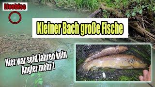 Unterschätze niemals einen kleinen Bach - Hier war seid Jahren kein Angler mehr !