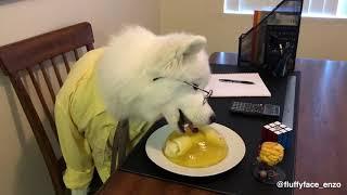 The Dogffice: Jim's Jello Prank On Dwight