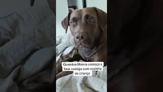 ISSO É COISA DE ADOLESCENTE!  #cachorro #dog #pets #labrador #cao