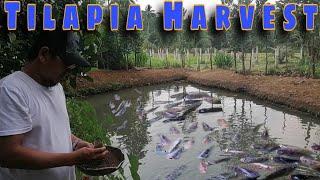 Tilapia Harvest From Small Fishpond | Buhay Probinsya Episode-3