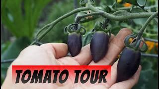 August Tomato Tour