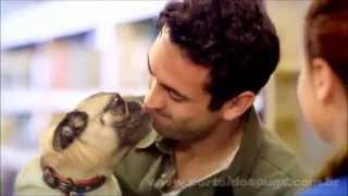 PetSmart - "Inspired By Pets" -  Comercial de TV - Propaganda com Pug