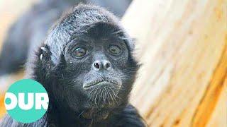 Following The Lives Of The Rare Spider Monkey Group In Amazonia | Our World