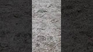 Кане корсо Герда 7мес.