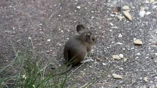 The cutest baby wood mouse you've ever seen!