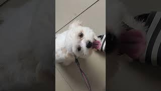 Hunnter Grooming Day | Japanese × Shih tzu | Clinic Day