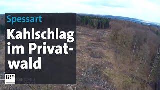 Kahlschlag im Spessart: Bund Naturschutz kritisiert | BR24