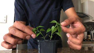 Cuidados básicos de una PLANTA DE CHILE