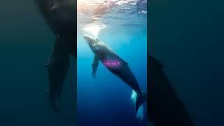 أغرب 5 حقائق غامضة في العالم… رقم 3 راح يدهشك!#حقائق_غريبة #قصص_غامضة #معلومات_مذهلة #عجائب_العالم #