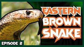 Milking Australia's DEADLIEST Snake | Venom Diaries