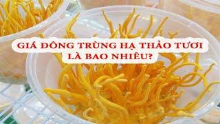 Giá đông trùng hạ thảo tươi là bao nhiêu và nên mua ở đâu? - TASHIVIETNAM.COM