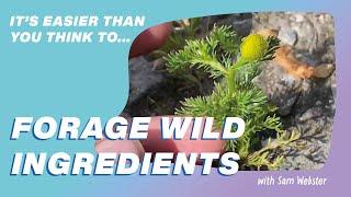 How to forage wild ingredients | It's Easier Than You Think