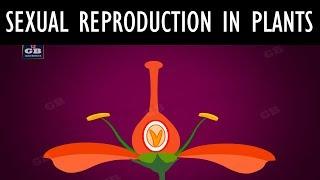 Sexual reproduction in #flowering plants ncert class 10 :How do organisms reproduce : CBSE: Biology