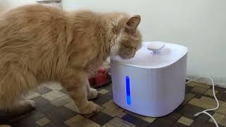 Best Cat Water Fountain with Carbon Filter 2022 | Automatic Pet Drinking Fountains