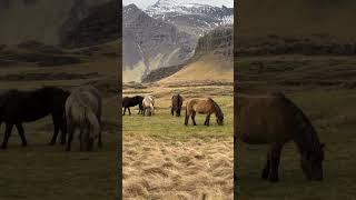 Horses, Iceland