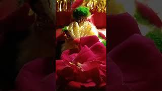 Hamara Laddu Gopal#viral short video#original#trending #subscribe #like #allrounder Sukumar