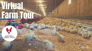 Virtual Chicken Farm Tour