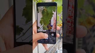 Google Pixel 3XL Camera Test In 2023 #shorts