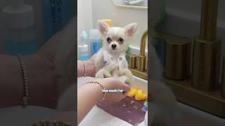Barley’s Doggo Spa Day: Bathed, Groomed, and Ready to Impress!  PART 1