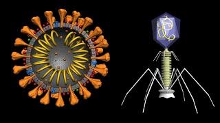 Coronavirus and COVID-19