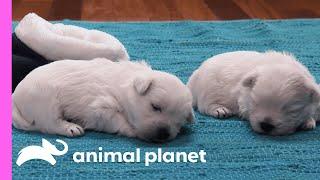 Westie Twins Learn How To Burrow | Too Cute