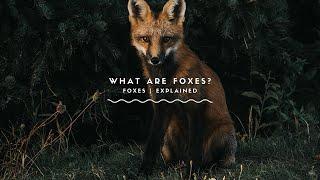 What Are Foxes? Everything You've Ever Wanted To Know About Foxes