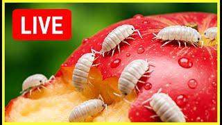 Live Stream Isopods Eating An Apple ! Isopod House Terrarium