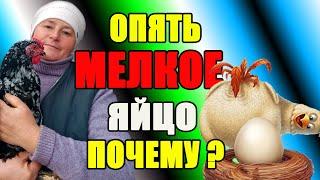 Почему опять МЕЛКОЕ ЯЙЦО. Как получать КРУПНЫЕ куриные яйца.