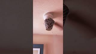 5 Ceiling fans wobbling with iPhone ringtone #funny #ceilingfan #wobbling #shorts