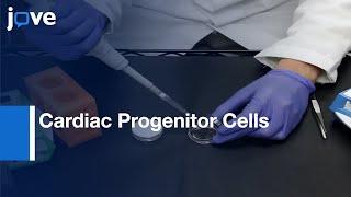 Cardiac Progenitor Cells Derivation from ESCs | Protocol Preview