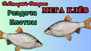 Русская Рыбалка 4. О. Старый острог. Раздача Плотвы. Мега КЛЁВ!!!.