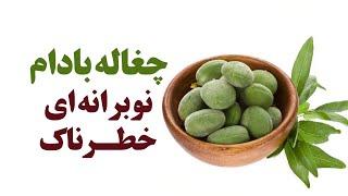 چغاله بادام، نوبرانه ای خطرناک