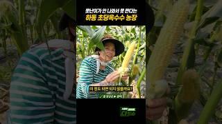 못난이 없는 옥수수 농장 #shorts