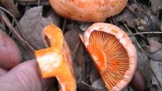 lactarius deliciosus