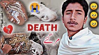 Death  || Sab mrta ja rhai Hain  || Shahbaz bhai