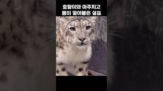 호랑이와 마주치고 얼어붙은 설표