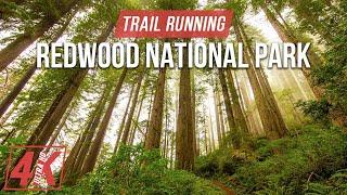 Jogging through the Redwood National and State Parks - 4K Virtual Trail Running to a Fitness Music