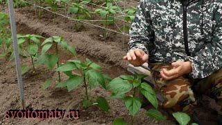 Важная подкормка перцев после высадки