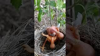 Cuckoo bird's baby knocked the other baby down (P 2) #shorts #shortsfeed #ytshortsvideo #short