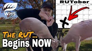 The Whitetail Rut Begins Now - Don't Miss Out!