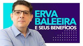 Como usar a ERVA BALEEIRA | Dr Juliano Teles