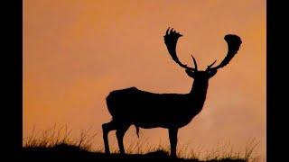 Fallow deer hunting free ranging & wild on private land with Jim Gibson & New Zealand Safaris.