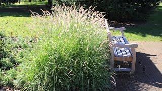 Pennisetum 'Fairy Tails'  -  Evergreen Fountain Grass