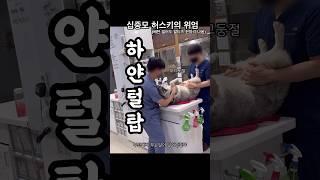 십중모 허스키의 위엄 (배털만 밀어도 말티즈한마리)