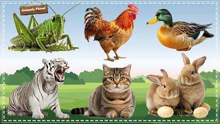 A Compilation of Amazing Animal Sounds and Videos: Grasshopper, Chicken, Duck, Tiger, Cat, Rabbit