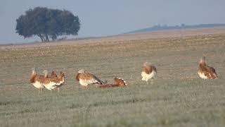 Great Bustards (Otis tarda)