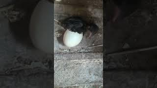 لحظه خروج الكتكوت من البيضه 